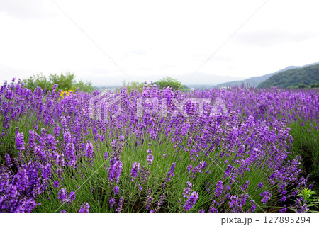 ラベンダーの花　 127895294