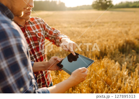 Two farmers standing in golden wheat field using touch pad for check wheat quality. Smart farm. 127895313
