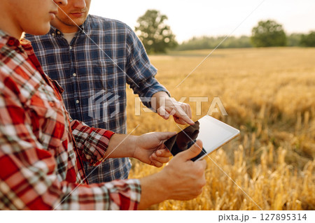 Two farmers standing in golden wheat field using touch pad for check wheat quality. Smart farm. Two farmers standing in golden wheat field using touch pad for check wheat quality. Smart farm. 127895314