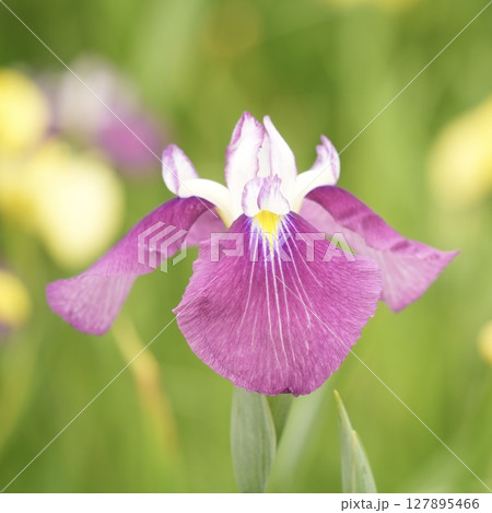 赤紫色の美しい花菖蒲　アップ 127895466