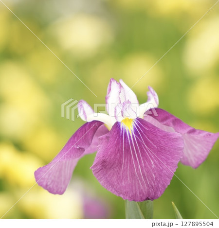 赤紫色の美しい花菖蒲 アップ カラフル 赤紫色の美しい花菖蒲 アップ カラフル 127895504