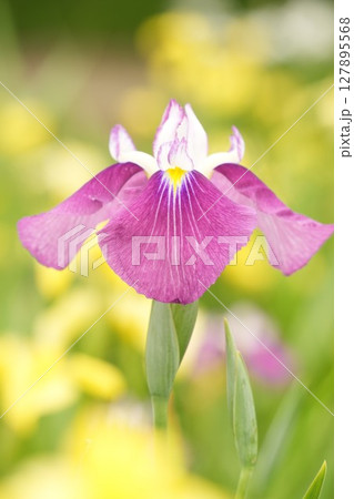 赤紫色の美しい花菖蒲　アップ　カラフル　黄色背景 127895568