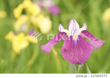 赤紫色の美しい花菖蒲 アップ カラフル 赤紫色の美しい花菖蒲 アップ カラフル 127895571