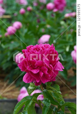 芍薬の花"小島の輝"2025年5月 127895575