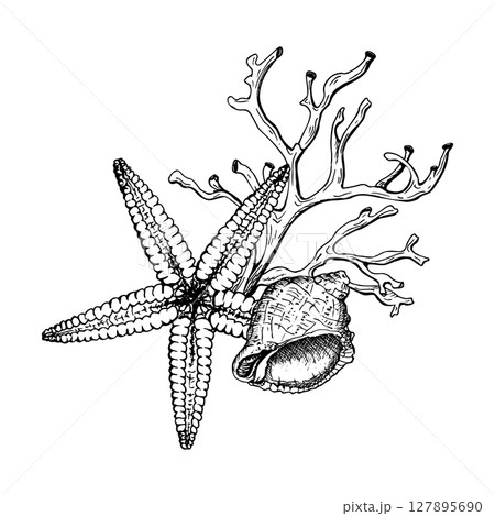 Detailed black and white vector illustration with a starfish, a conch shell, and coral, seaweed branches. Hand drawn composition. Sketch in line art style isolated on white. Perfect for graphic design 127895690