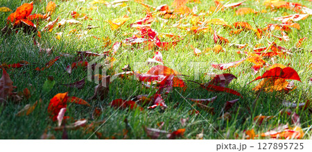 秋の公園で芝生の上に落葉した枯れ葉のあるイメージ風景 127895725
