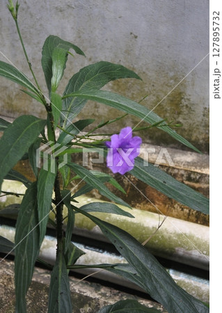 Violet flower in the garden  127895732