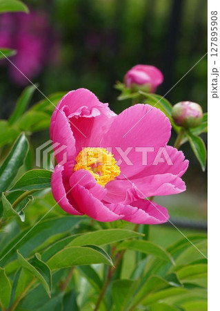 芍薬の花"千秋"2025年5月 127895908