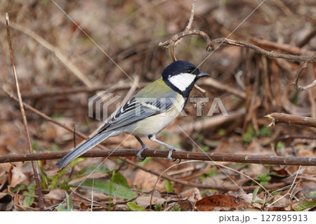 シジュウカラ 127895913