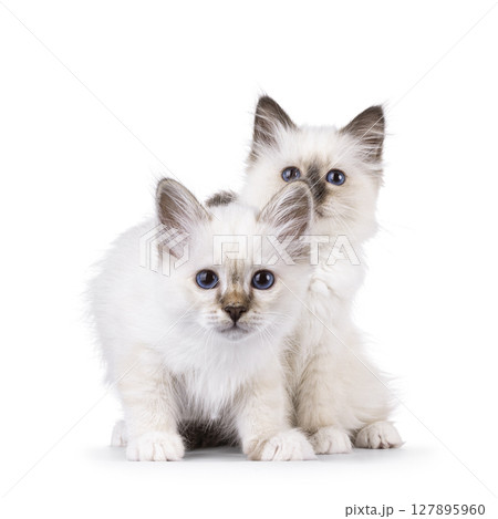 Sacred Birman cat kittens on white background 127895960