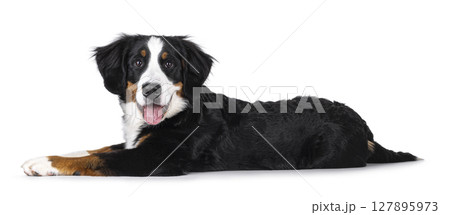 Berner Sennen dog on white background 127895973