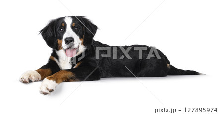 Berner Sennen dog on white background 127895974