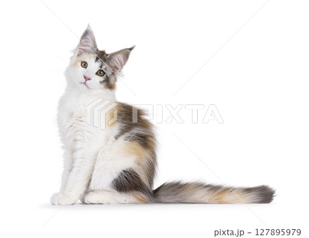 Maine coon cat kitten on white background 127895979