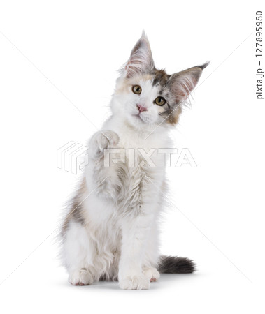 Maine coon cat kitten on white background 127895980