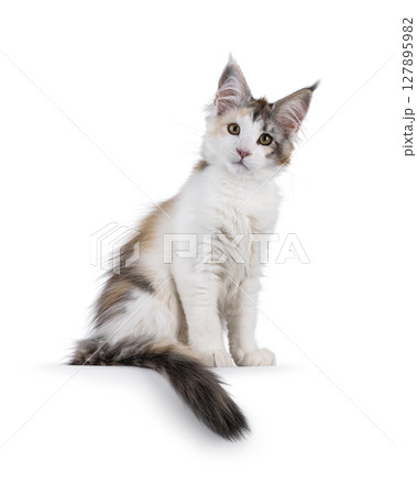 Maine coon cat kitten on white background Maine coon cat kitten on white background 127895982