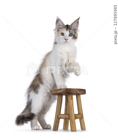 Maine coon cat kitten on white background 127895985
