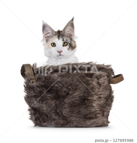 Maine coon cat kitten on white background 127895986