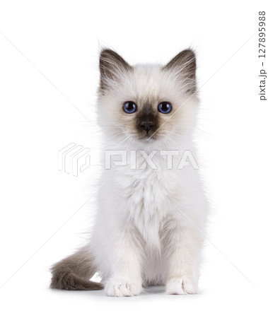 Sacred Birman kitten on white 127895988