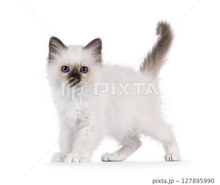 Sacred Birman kitten on white 127895990
