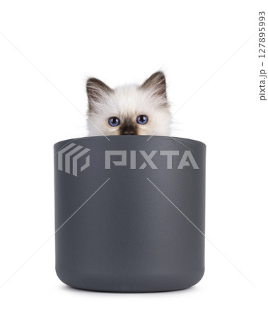 Sacred Birman kitten on white 127895993