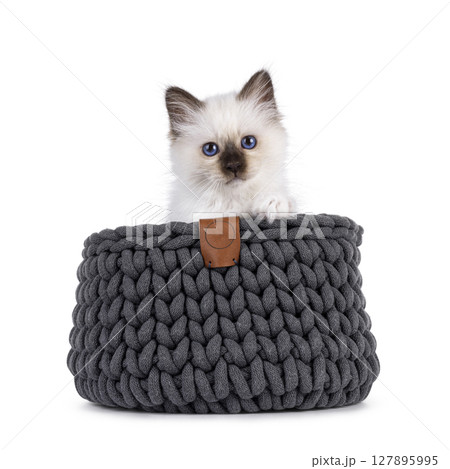 Sacred Birman kitten on white Sacred Birman kitten on white 127895995