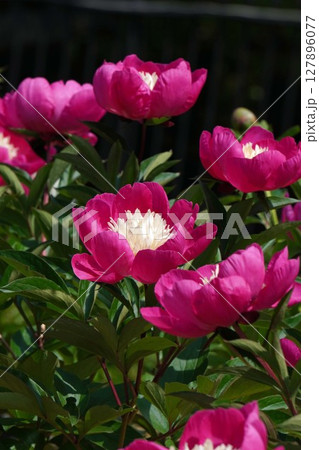 芍薬の花"村娘"2025年5月 127896077