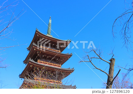 東京都台東区、旧寛永寺五重塔の風景 127896120