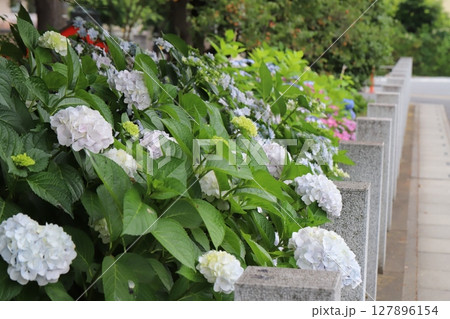 初夏の道路沿いの神社の境内に咲く白やピンクや青のアジサイの花 初夏の道路沿いの神社の境内に咲く白やピンクや青のアジサイの花 127896154