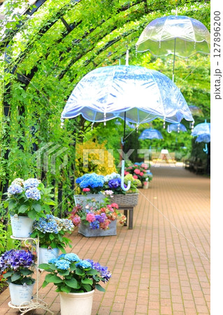 イングリッシュガーデン　アジサイフェア 127896200