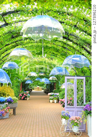 イングリッシュガーデン　アジサイフェア 127896210