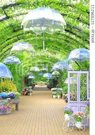 イングリッシュガーデン　アジサイフェア 127896211