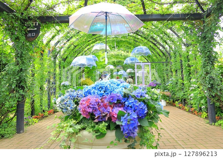 イングリッシュガーデン アジサイフェア イングリッシュガーデン アジサイフェア 127896213