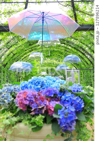 イングリッシュガーデン　アジサイフェア 127896214