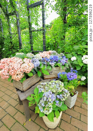 イングリッシュガーデン アジサイフェア イングリッシュガーデン アジサイフェア 127896219