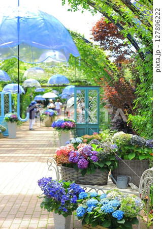 イングリッシュガーデン　アジサイフェア 127896222