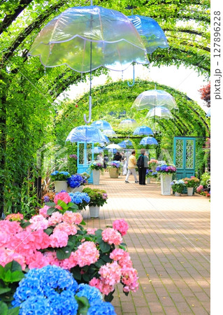 イングリッシュガーデン アジサイフェア イングリッシュガーデン アジサイフェア 127896228