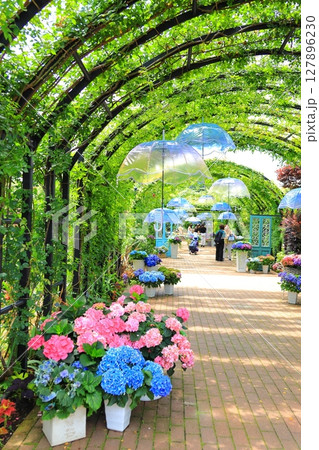 イングリッシュガーデン アジサイフェア イングリッシュガーデン アジサイフェア 127896230