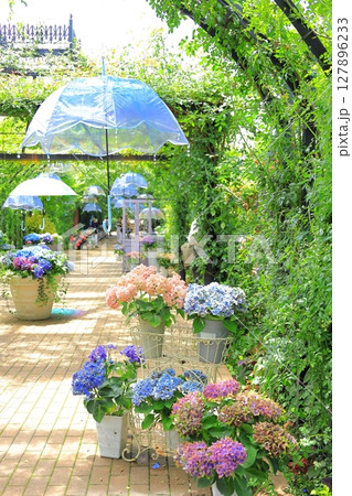 イングリッシュガーデン アジサイフェア イングリッシュガーデン アジサイフェア 127896233