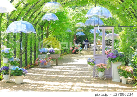 イングリッシュガーデン アジサイフェア イングリッシュガーデン アジサイフェア 127896234