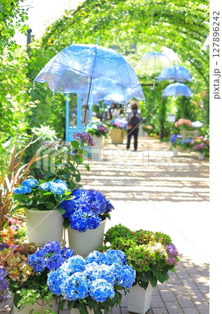 イングリッシュガーデン　アジサイフェア 127896242