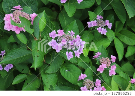 初夏の庭に咲くピンク色のガクアジサイの花 127896253
