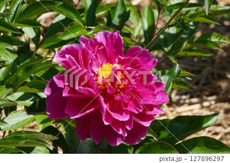 芍薬の花"滝沢"2025年5月 127896297