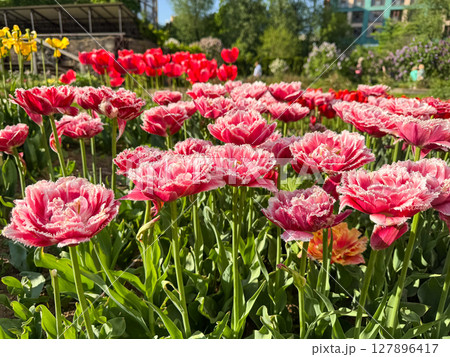 Blooming pink tulips in a vibrant garden on a sunny day Blooming pink tulips in a vibrant garden on a sunny day 127896417