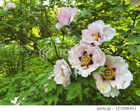 Blooming pink flowers in a lush green garden during springtime Blooming pink flowers in a lush green garden during springtime 127896451