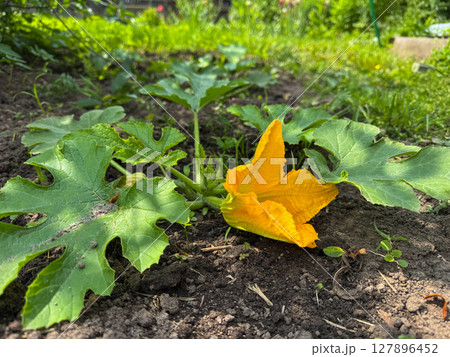 Garden squash plant blooms in sunlit spring afternoon 127896452