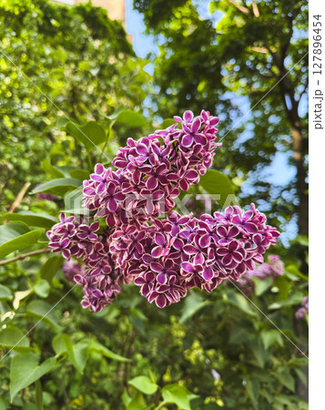 Blooming lilac flowers in a vibrant garden during springtime Blooming lilac flowers in a vibrant garden during springtime 127896454