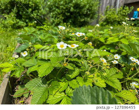 Strawberry plants with blooming flowers in a home garden during spring Strawberry plants with blooming flowers in a home garden during spring 127896455