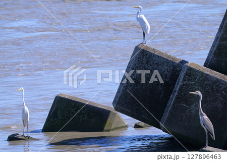 アオサギ 127896463