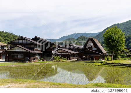白川郷の合掌造り家屋と初夏の水田 白川郷の合掌造り家屋と初夏の水田 127896642
