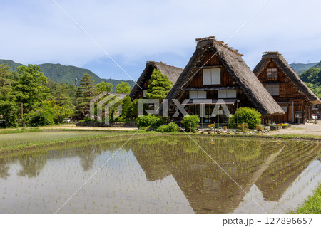 白川郷の合掌造り家屋と初夏の水田 127896657